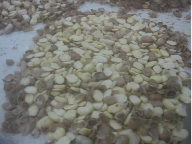 Broad Bean Cleaning, Peeling, Splitting, and Grinding Plant - Image 13