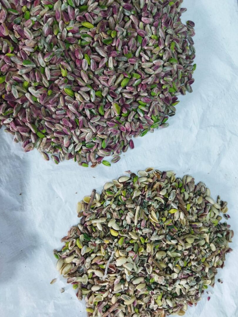 Ideal color sorter for hybrid seed production