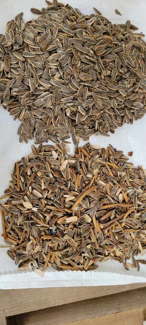 Efficient sorting of Sunflower seeds with lab type sorter