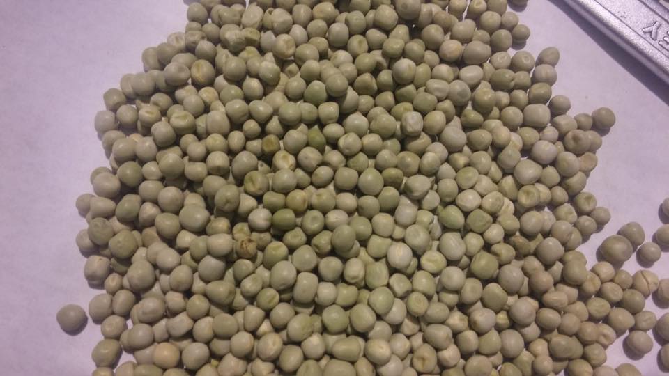 Dry Peas Processing Plant – Hulling and Splitting Solutions - Image 17