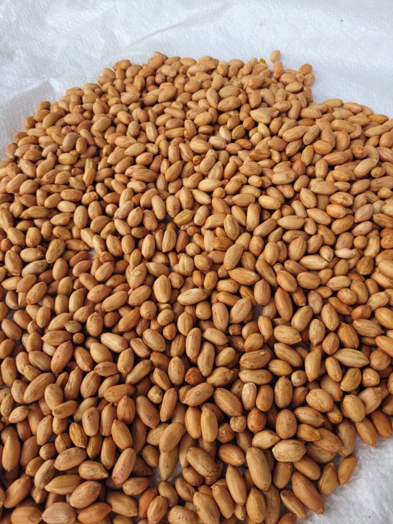 Efficient sorting of peanut with Mmctech color sorter machine