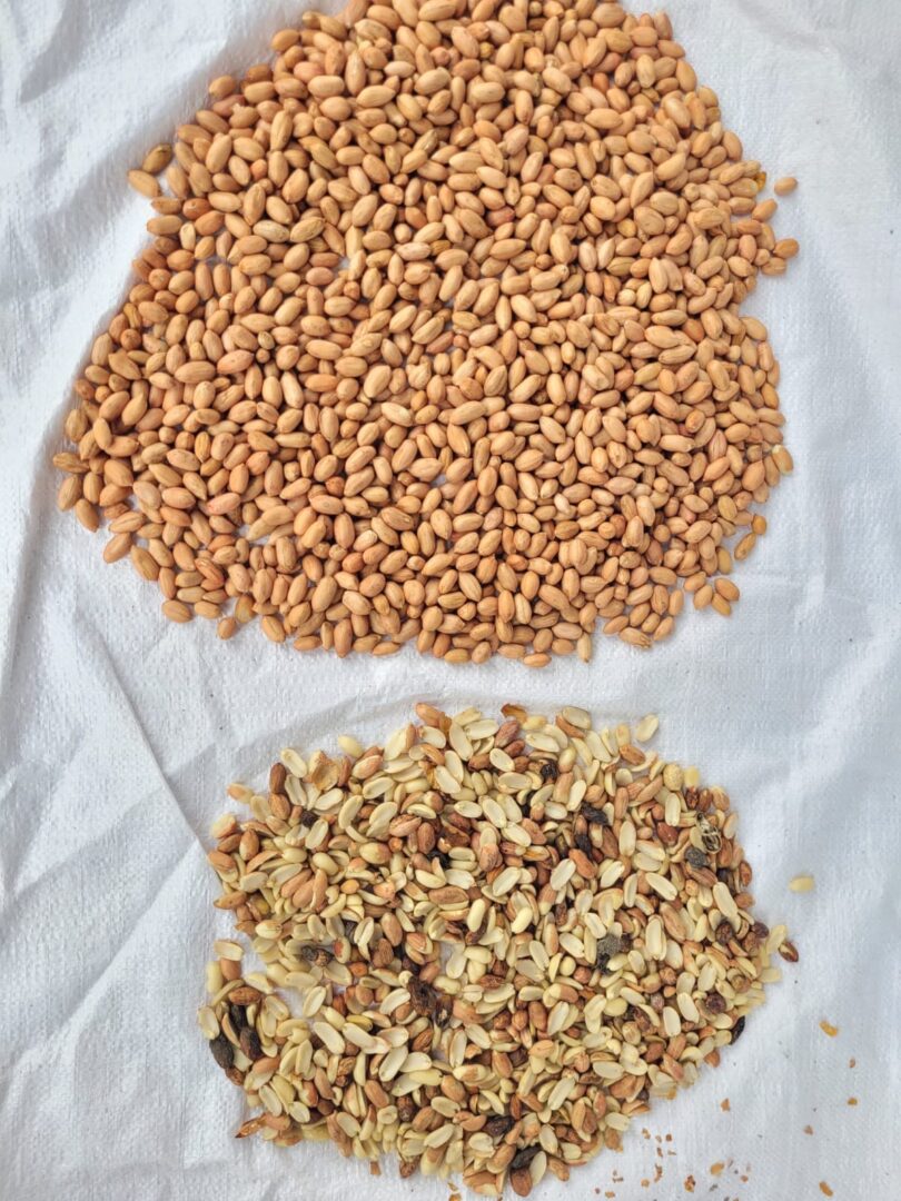Small batch color sorting for seeds and grains