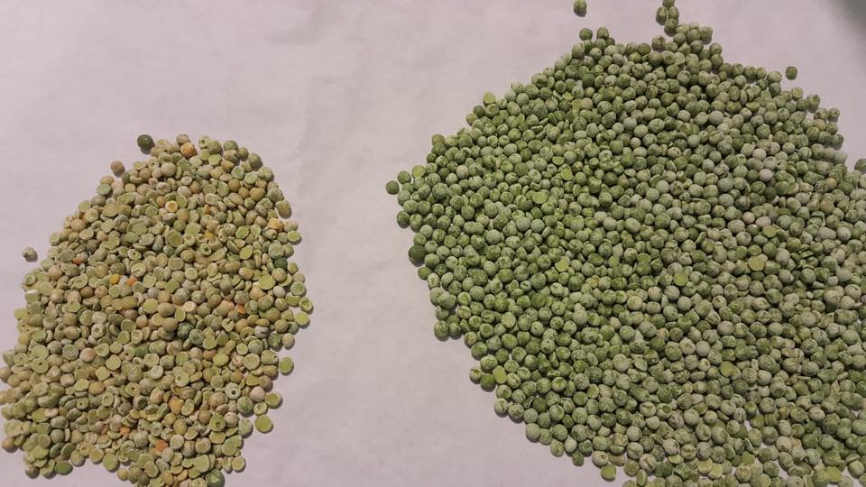 Dry Peas Processing Plant – Hulling and Splitting Solutions - Image 18