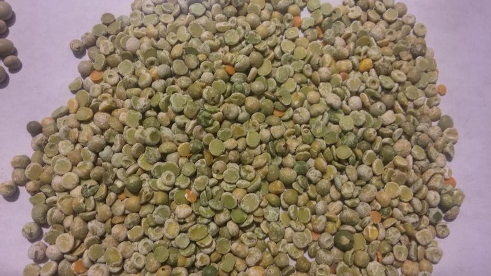 Dry Peas Processing Plant – Hulling and Splitting Solutions - Image 16