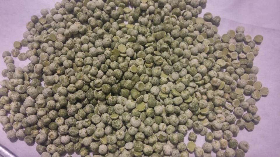 Dry Peas Processing Plant – Hulling and Splitting Solutions - Image 19
